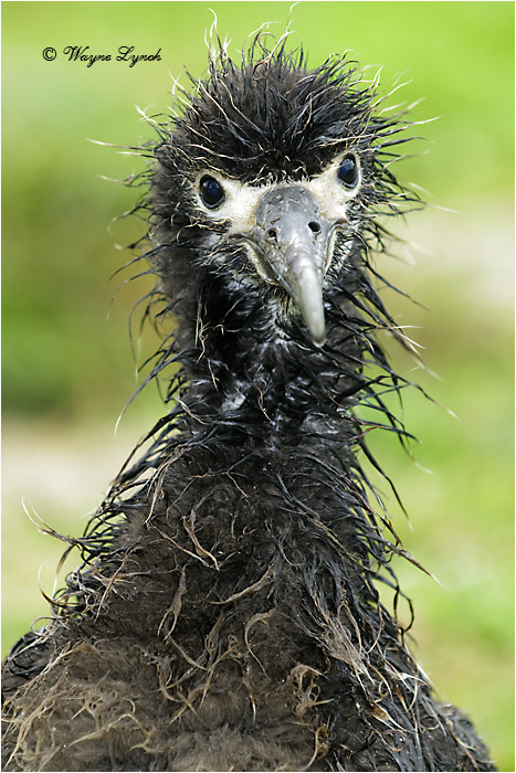 Laysan Albatross Chick 103 by Dr. Wayne Lynch &copy;